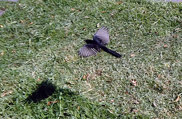 A wagtail flies past