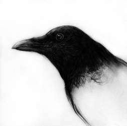 Crow