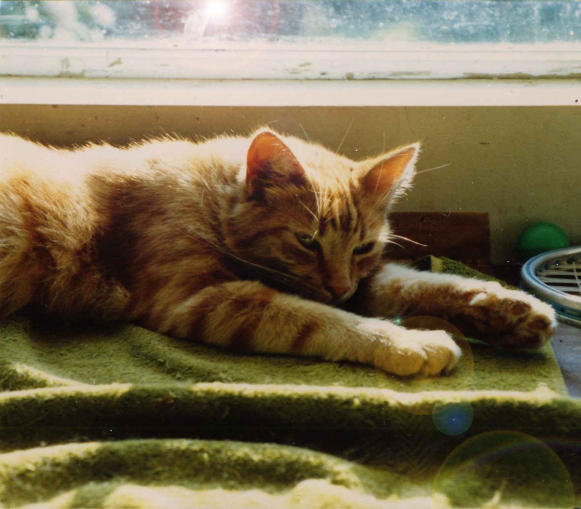 Tabby Cat