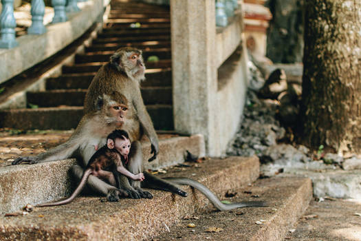 Familia