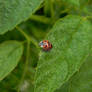 Ladybug on Raspberry Bush Leaf