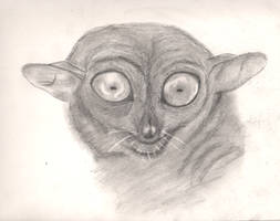 tarsier