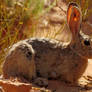 Desert Cottontail