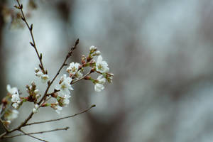 White blooming