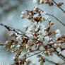 White cherry blossom