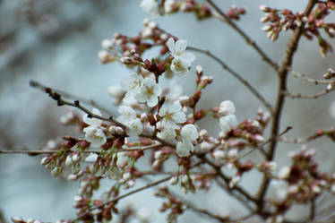 White cherry blossom