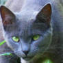 Russian Blue