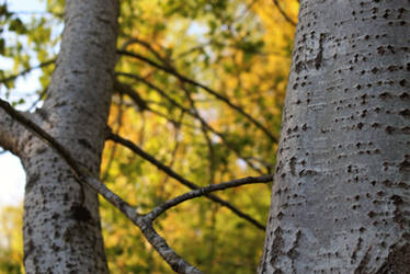 Golden Leaves