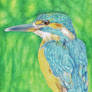 Kingfisher