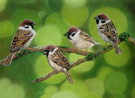 Sparrows