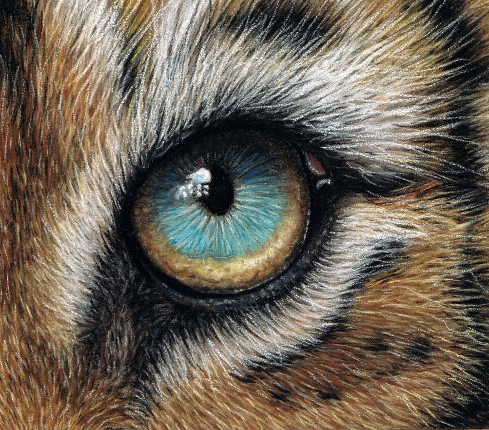 Tiger Eye by DrawingNynke on DeviantArt