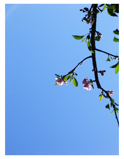 Spring Flowers