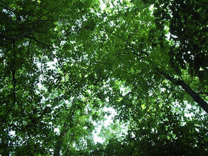 Canopy