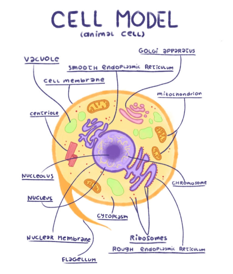 Science Project: Parts of an Animal Cell by HaloLightDA on DeviantArt