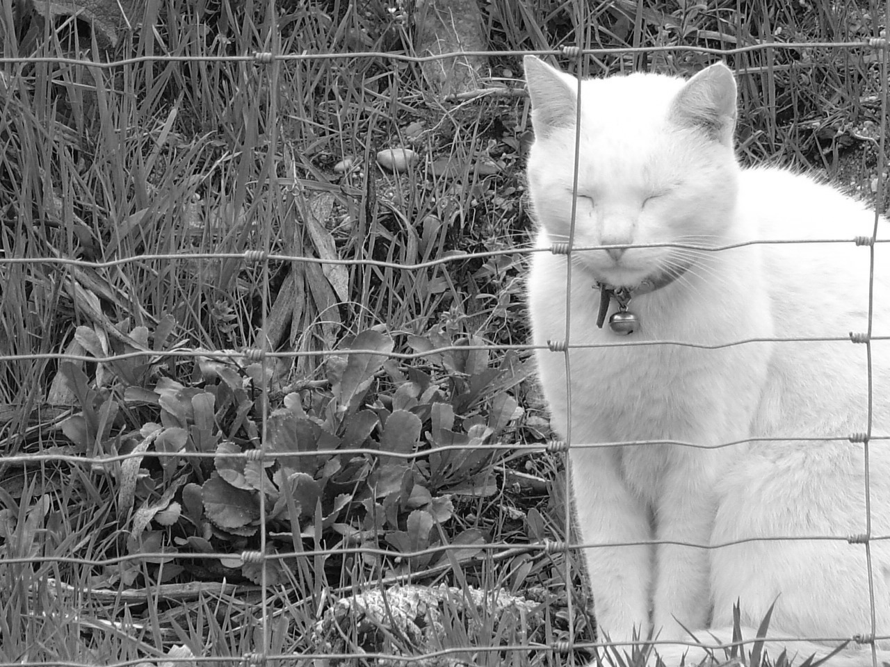 the white cat