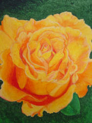 Pastel Rose 1