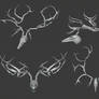 Hhoota's Antlers