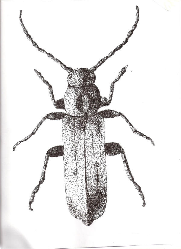 Junix Insect Drawing Insect by j-oner on DeviantArt