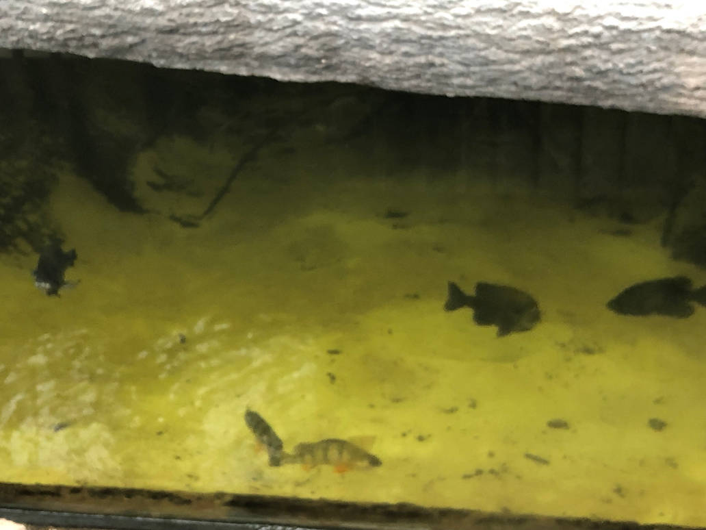 Random Fish Picture 3 by 8bitomatic on DeviantArt