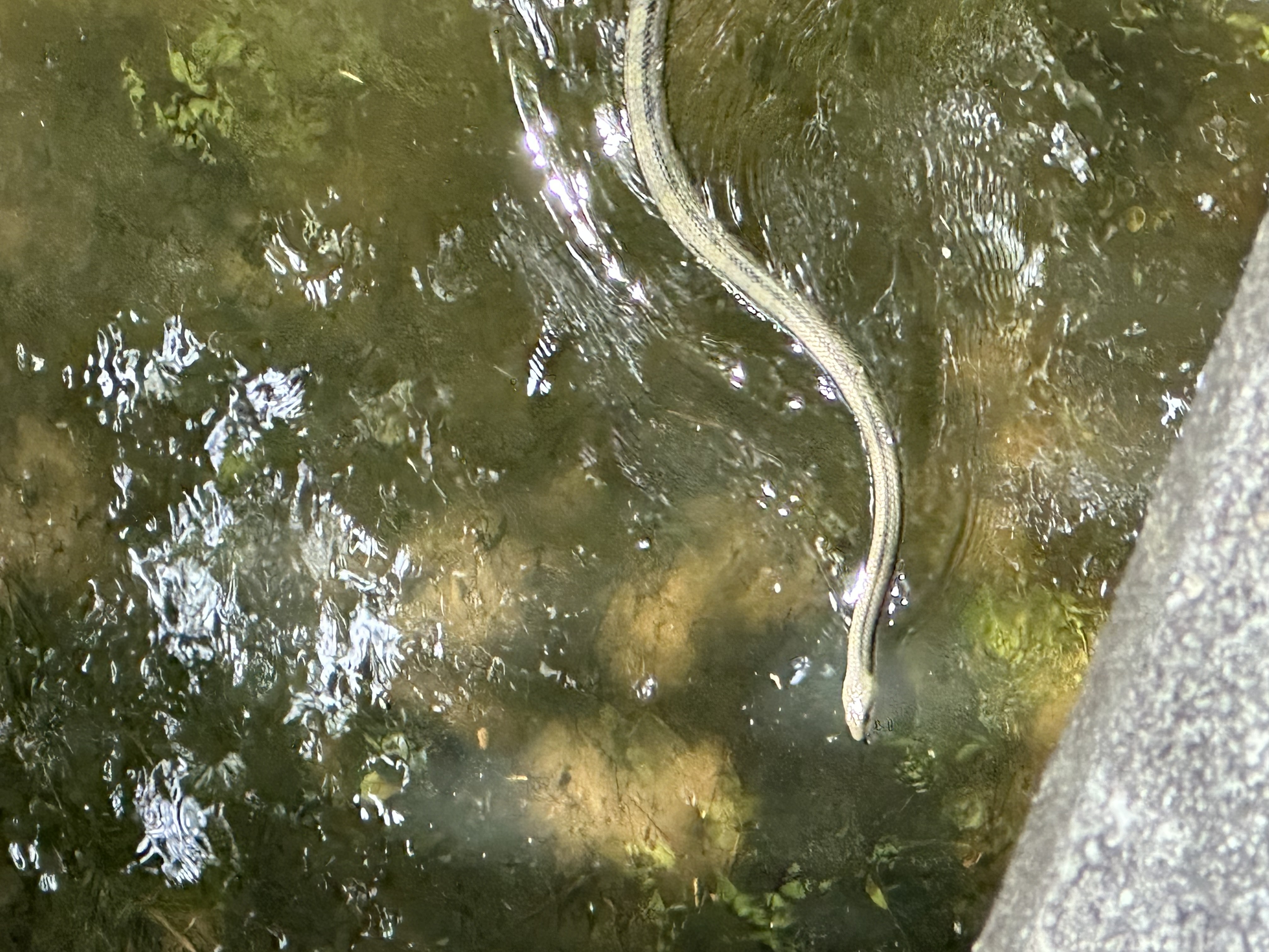 Snake in the Creek