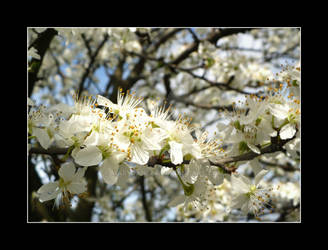 Blossoming Spring Two