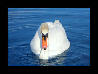 Masked Beauty