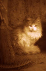 Sepia Cat