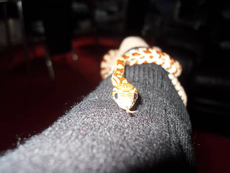 my snake Kira