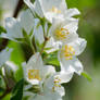 Apple blossoms