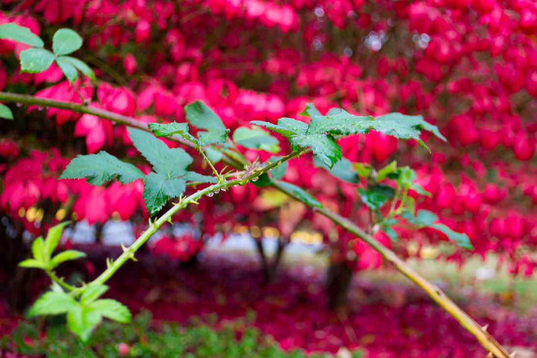 These Thorns