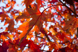 A Glow of Fall by BuuckPhotography