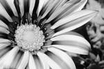 Flower Curl by BuuckPhotography