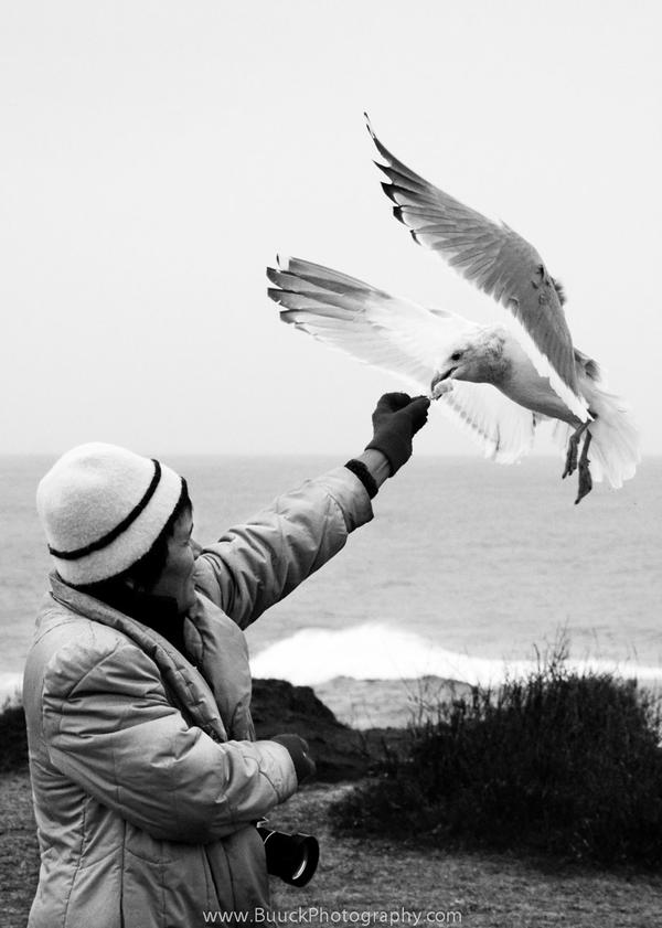 Seagull Feeding Part 2