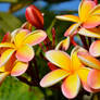 Gentle Plumeria