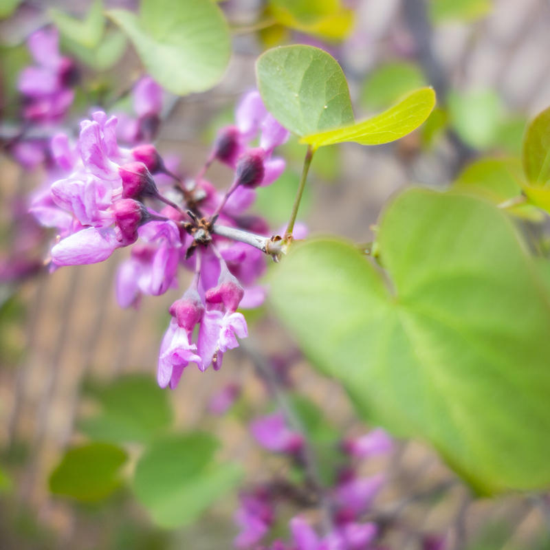 Day 634 [3-15-15]: Neons of Spring