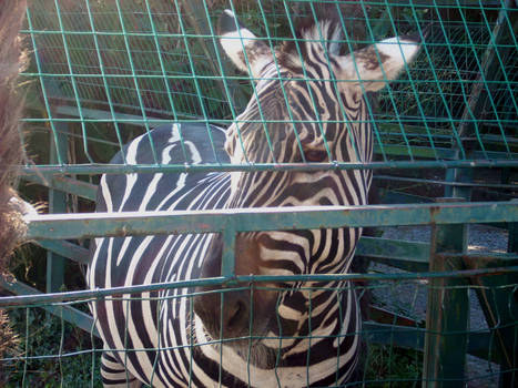 Sad Zebra