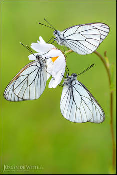 Black Veined Whites