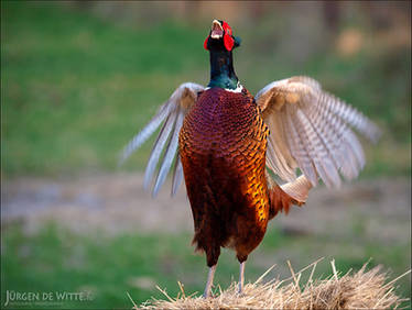 Chant of the Pheasant