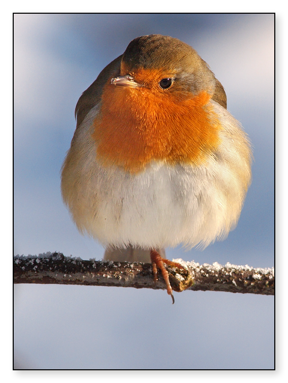 Close Encouter with a Robin