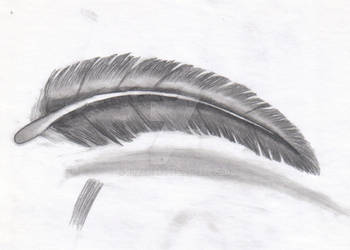 Feather 1