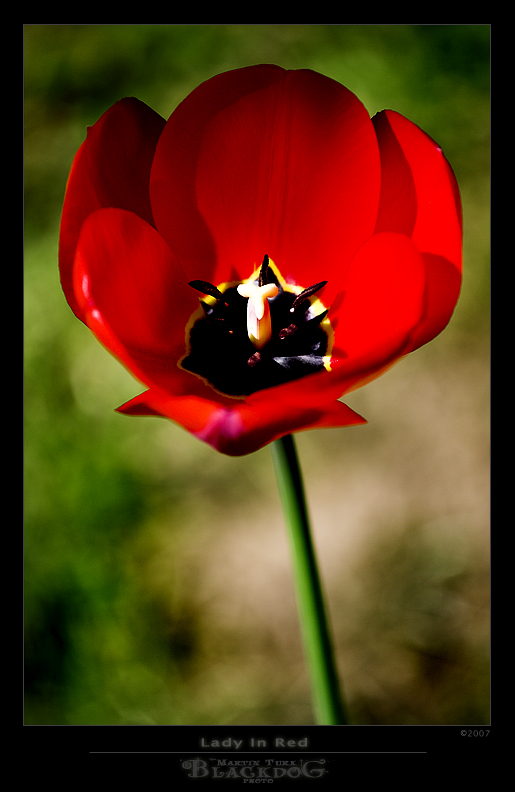 Lady In Red