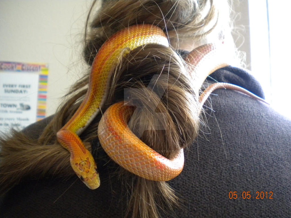 The Snake Hair-Tie by MoonRoseDragon on DeviantArt