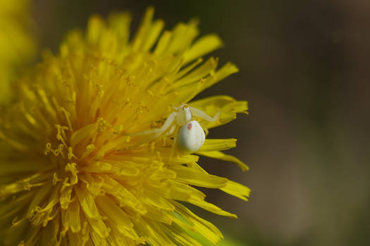 crab spider