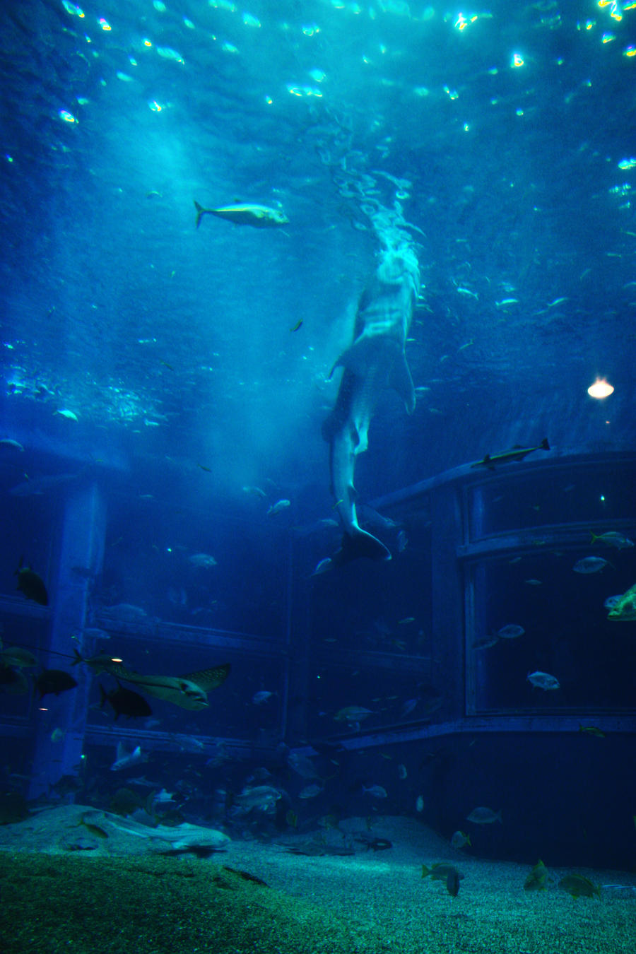 Amaizing Aquarium