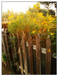 Yellow Flowers by a Fence