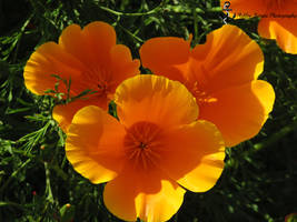 California Poppies