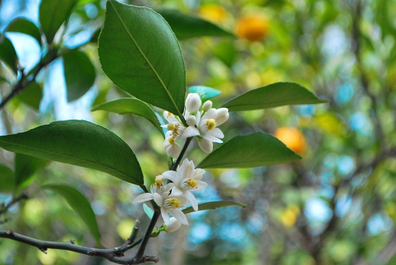 Mandarin blooming