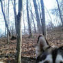 Dog in the woods
