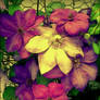 Flowers 2