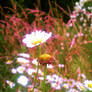 Flowers 3